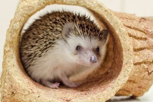 Živica. Sadržaj i skrb, koji biraju, pluses i nedostaci sužbine u kući Živica. Sadržaj i skrb, koji biraju, pluses i nedostaci sužbine u kući